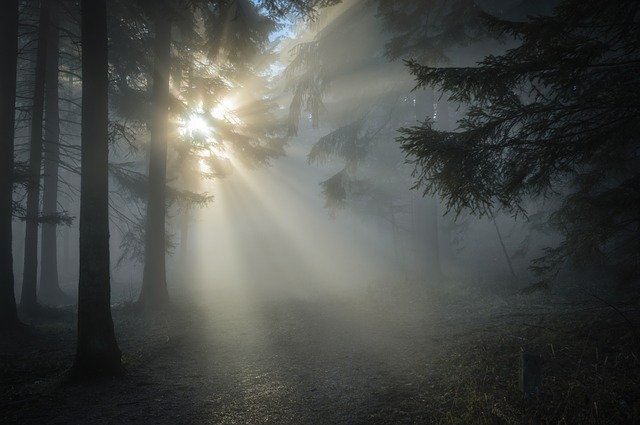 rays of the sun through a dark forest